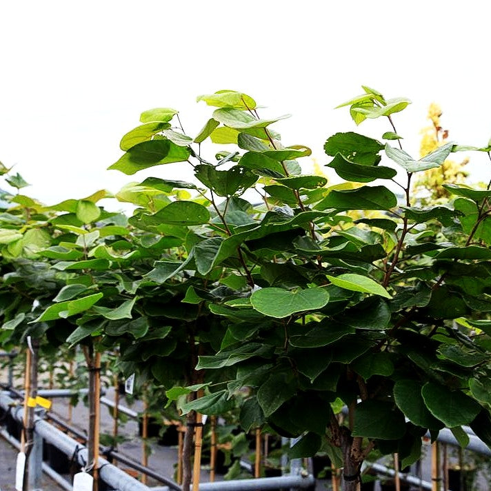 Chinesischer Judasbaum 'Don Egolf' (Cercis chinensis)