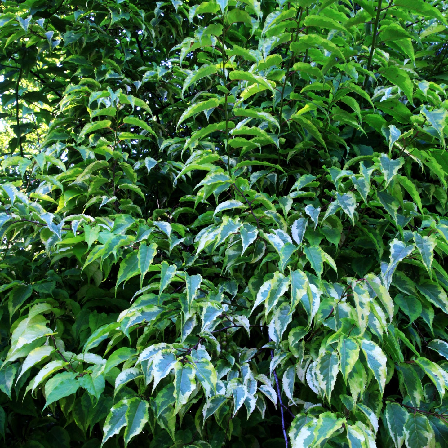 Chinesischer Perlschweif 'Joy Forever' (Stachyurus chinensis)