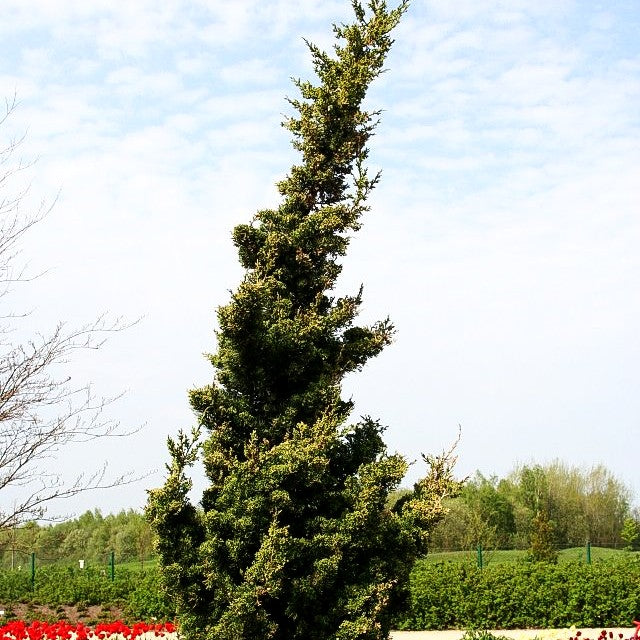 Chinesischer Strauch-Wacholder 'Robusta Green' (Juniperus chin.)