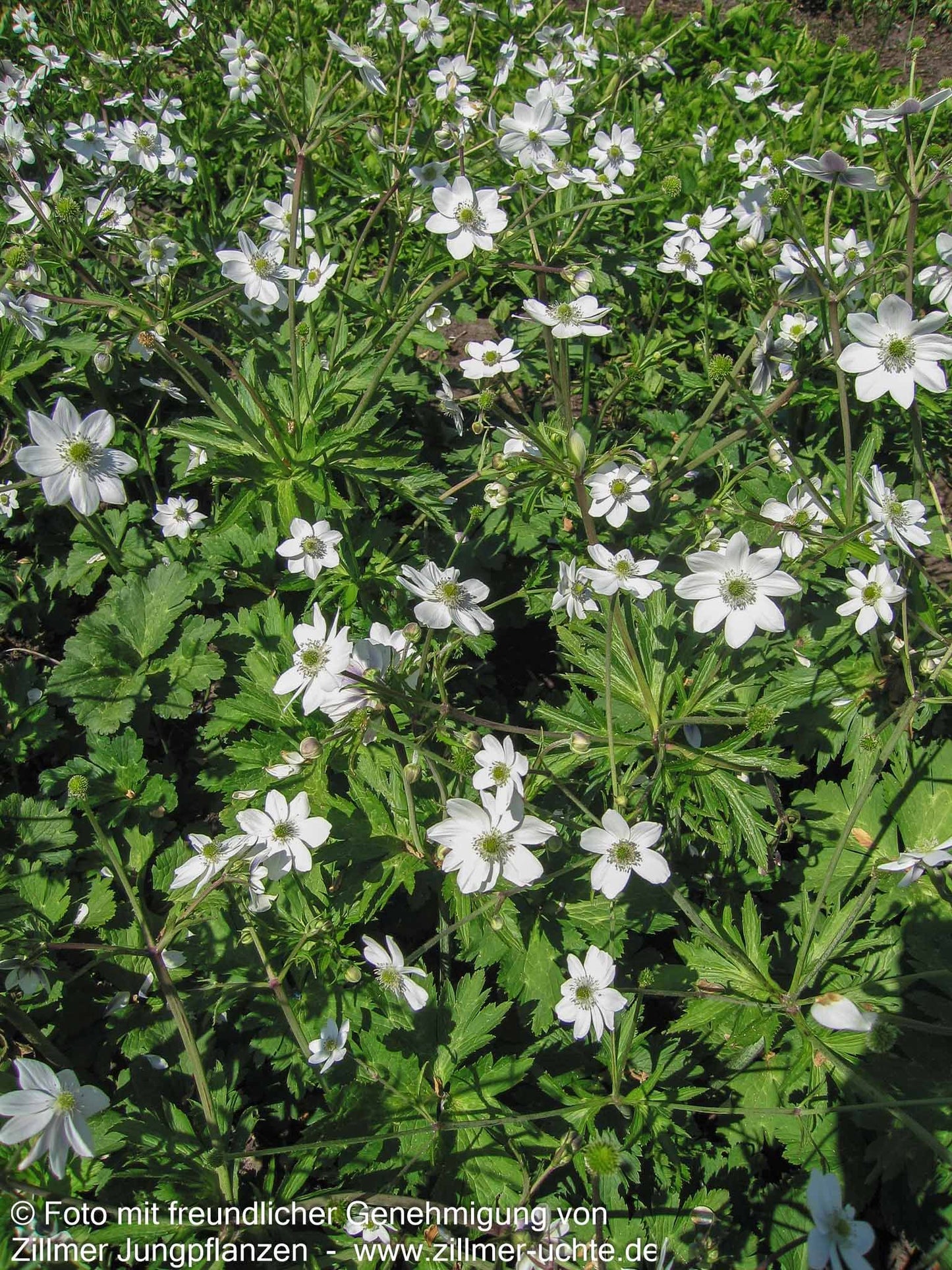 Chinesisches Sommer-Windröschen (Anemone leveillei)