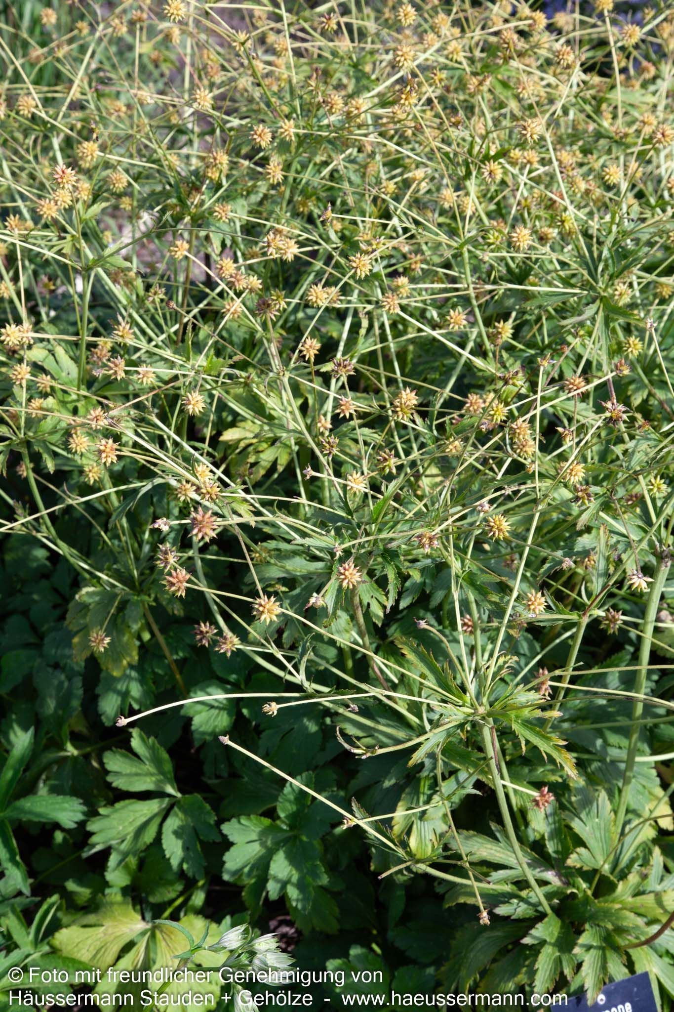 Chinesisches Sommer-Windröschen (Anemone leveillei)