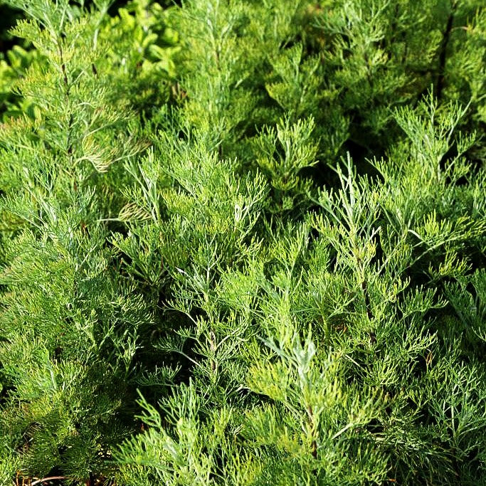 Cola-Strauch (Artemisia maritima)