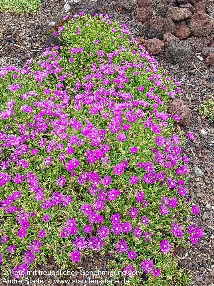 Coopers Mittagsblume (Delosperma cooperi)