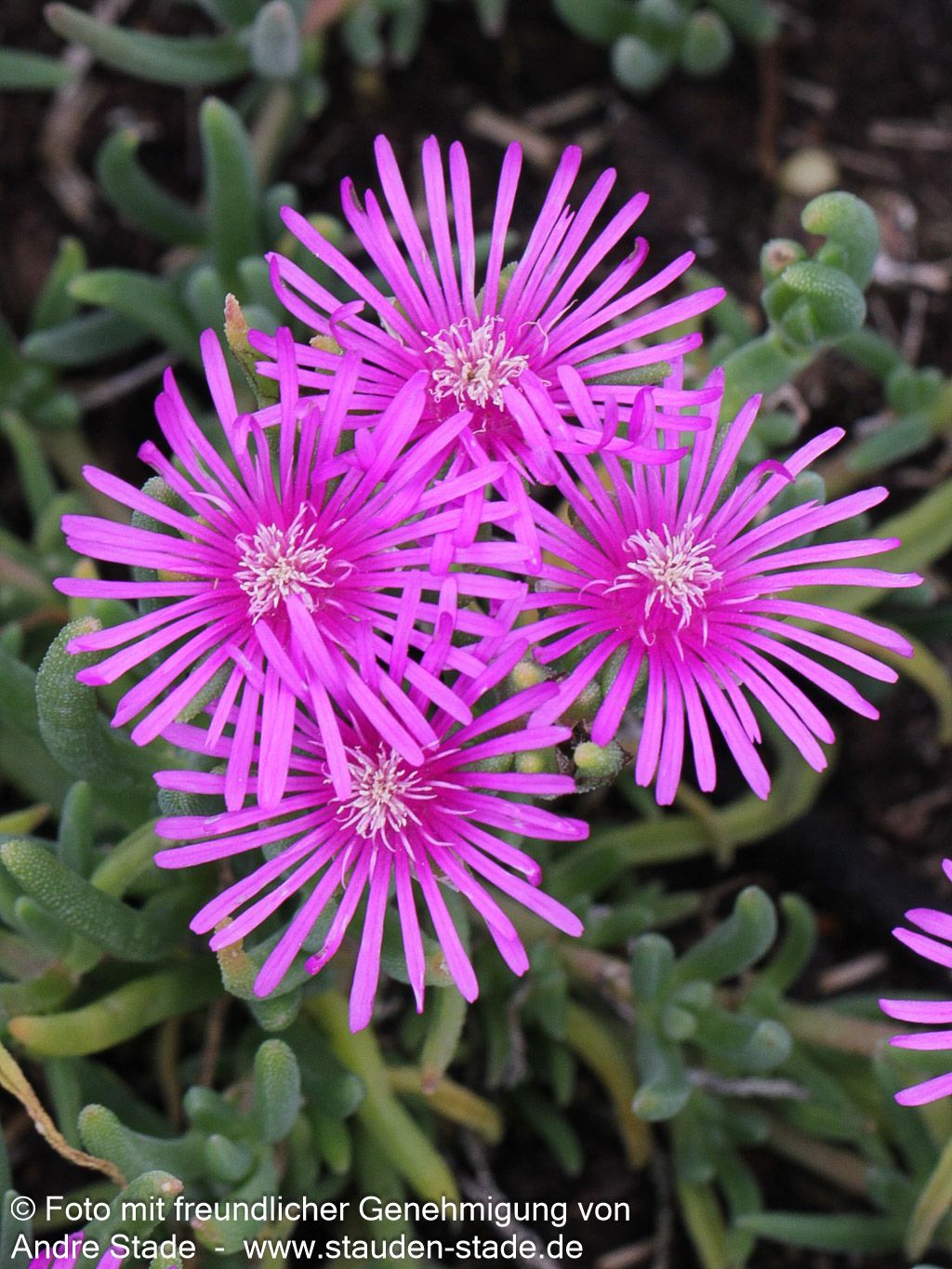 Coopers Mittagsblume (Delosperma cooperi)