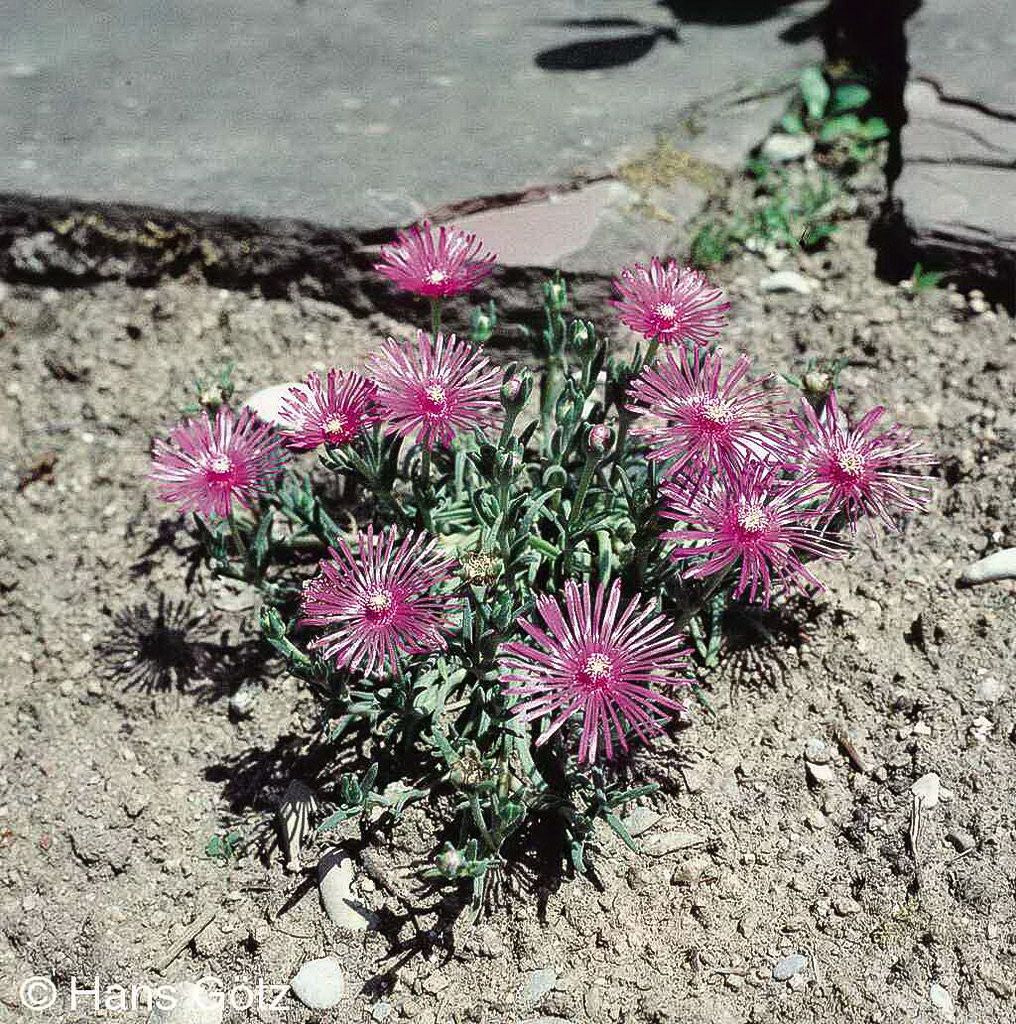 Coopers Mittagsblume (Delosperma cooperi)