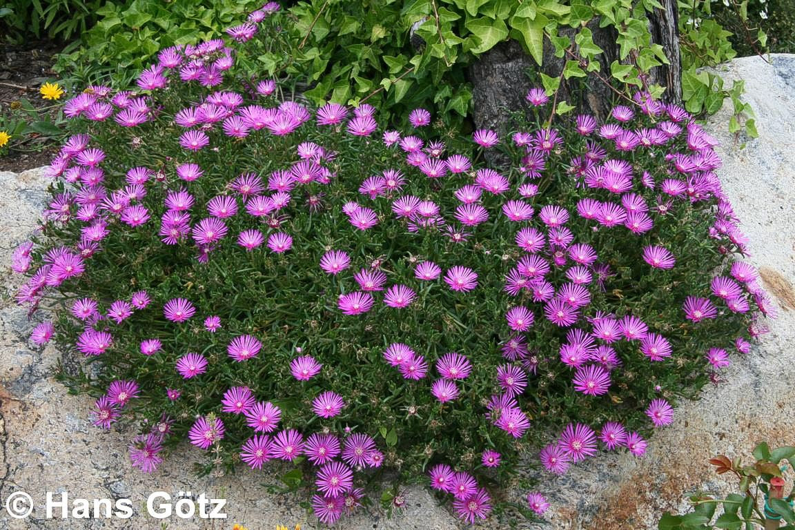 Coopers Mittagsblume (Delosperma cooperi)