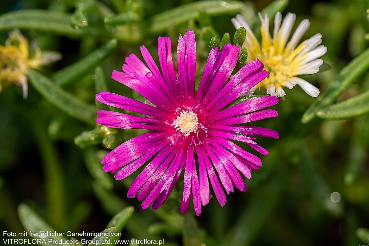 Coopers Mittagsblume (Delosperma cooperi)
