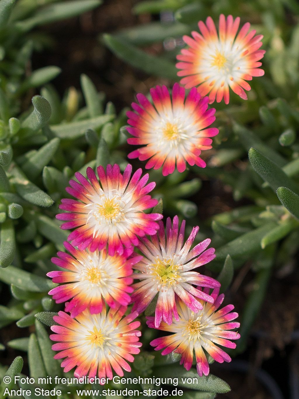 Coopers Mittagsblume 'JD Ruby' (Delosperma cooperi)