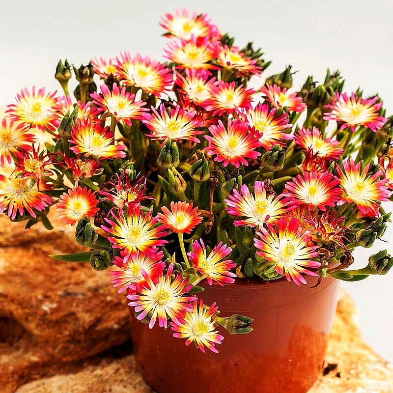Coopers Mittagsblume 'JD Ruby' (Delosperma cooperi)