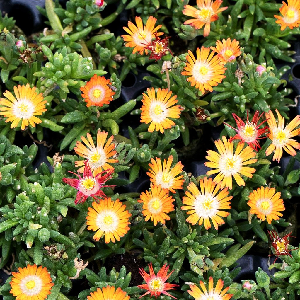 Coopers Mittagsblume 'JD Topaz' (Delosperma cooperi) - 11cm Topf