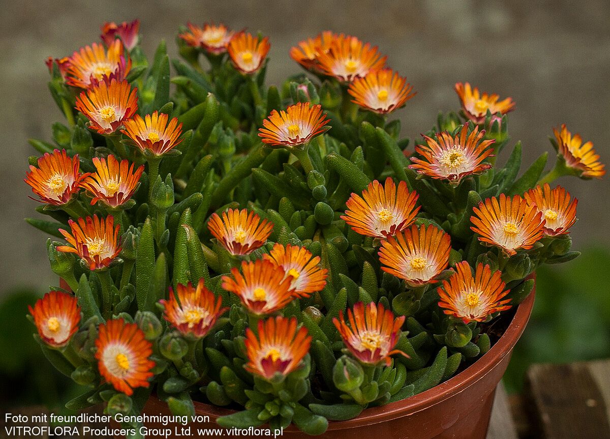 Coopers Mittagsblume 'JD Topaz' (Delosperma cooperi)