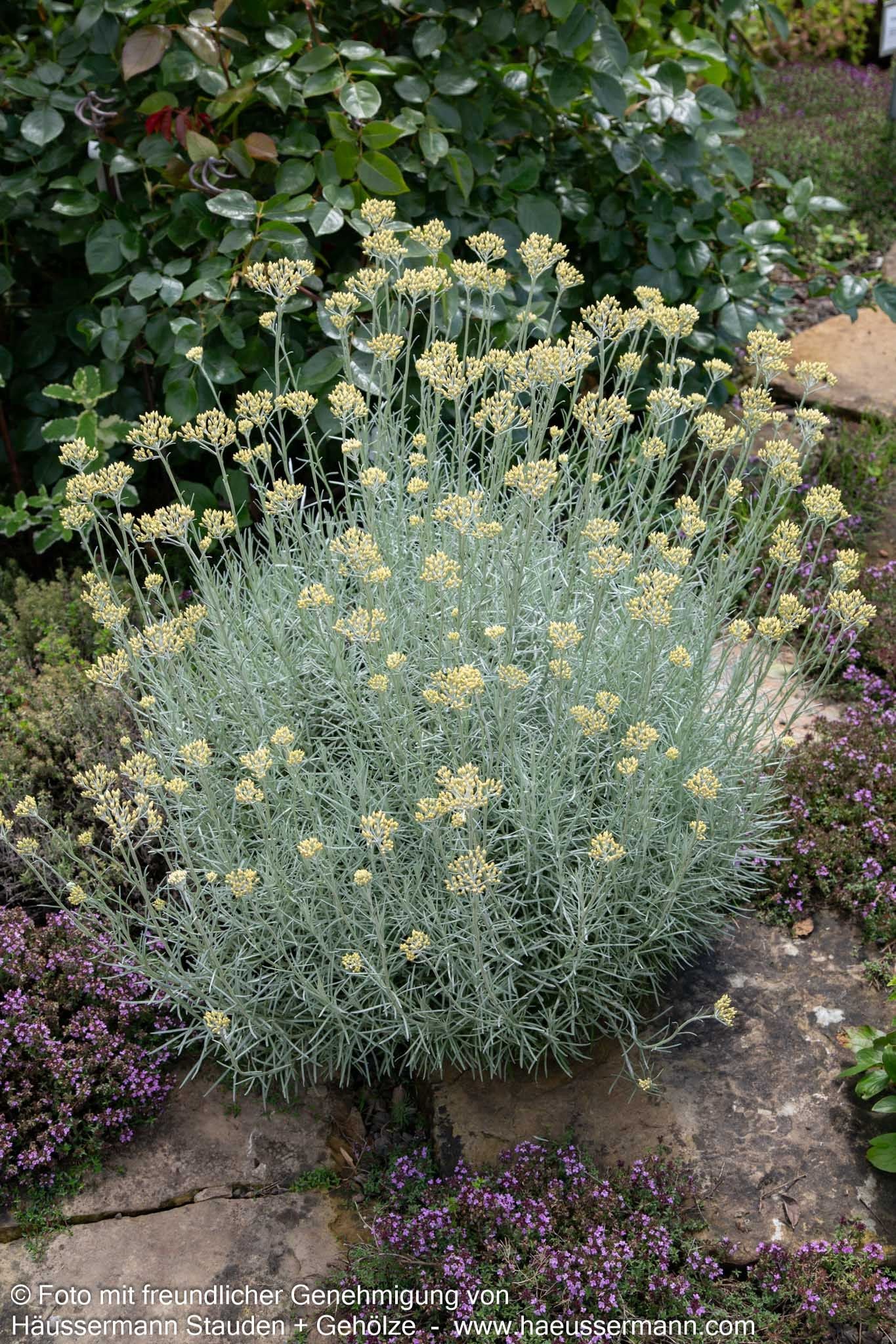 Currykraut 'Tall' (Helichrysum italicum)