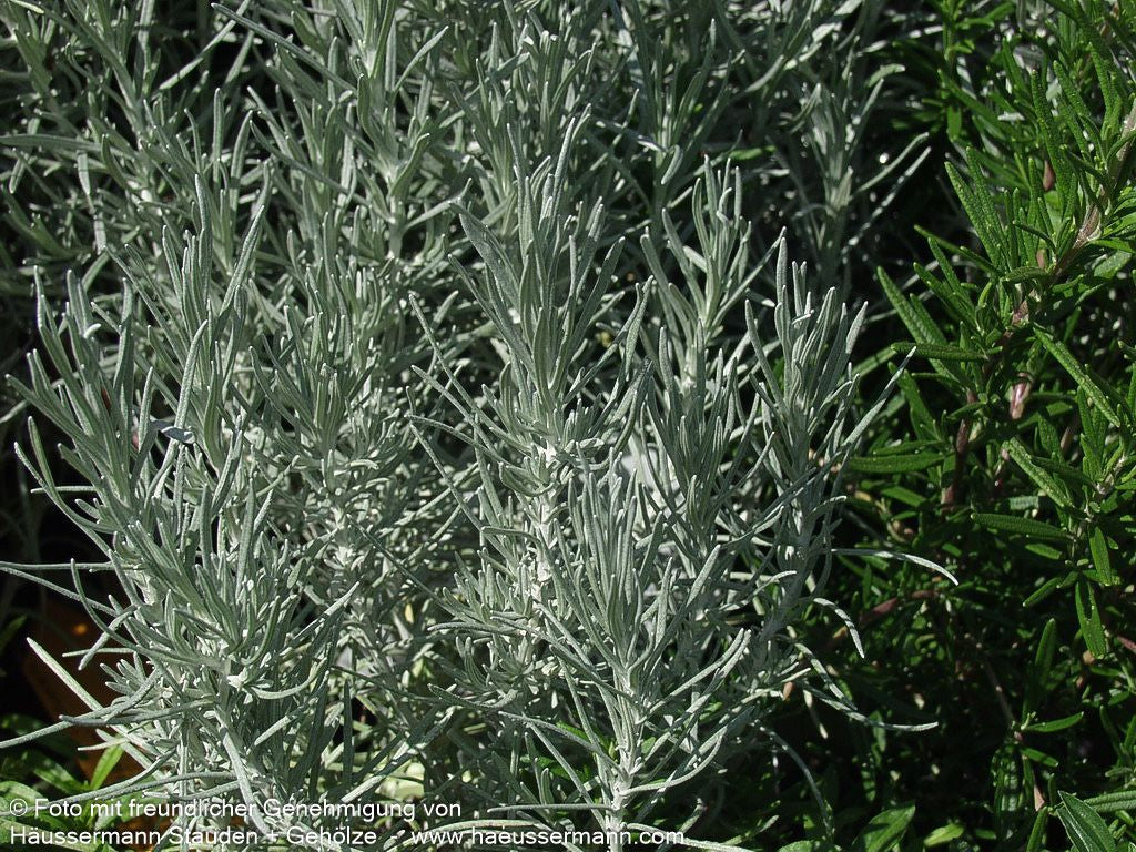 Currykraut 'Tall' (Helichrysum italicum)