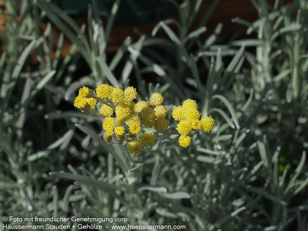 Currykraut 'Tall' (Helichrysum italicum)