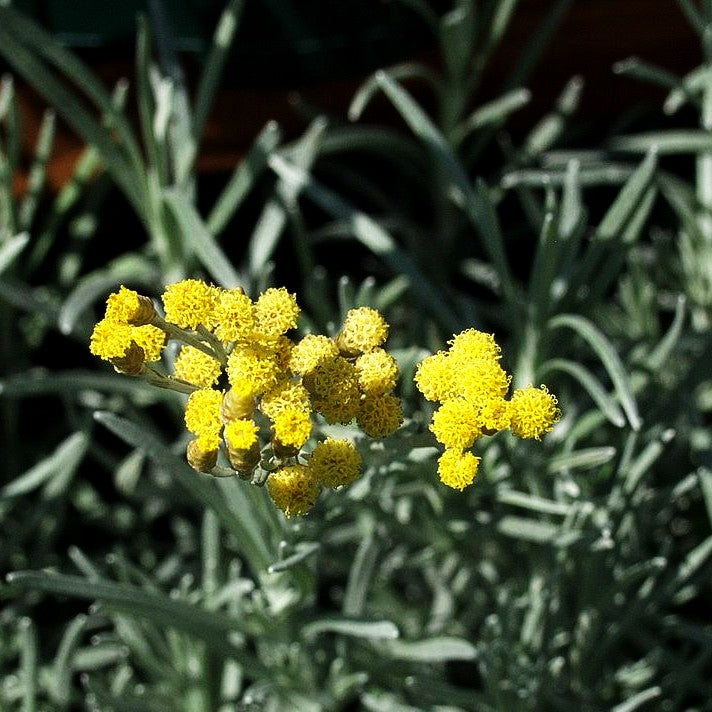 Currykraut 'Tall' (Helichrysum italicum)