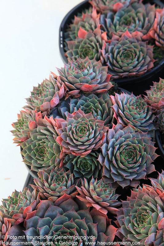 Dachwurz 'Commander Hay' (Sempervivum tectorum)