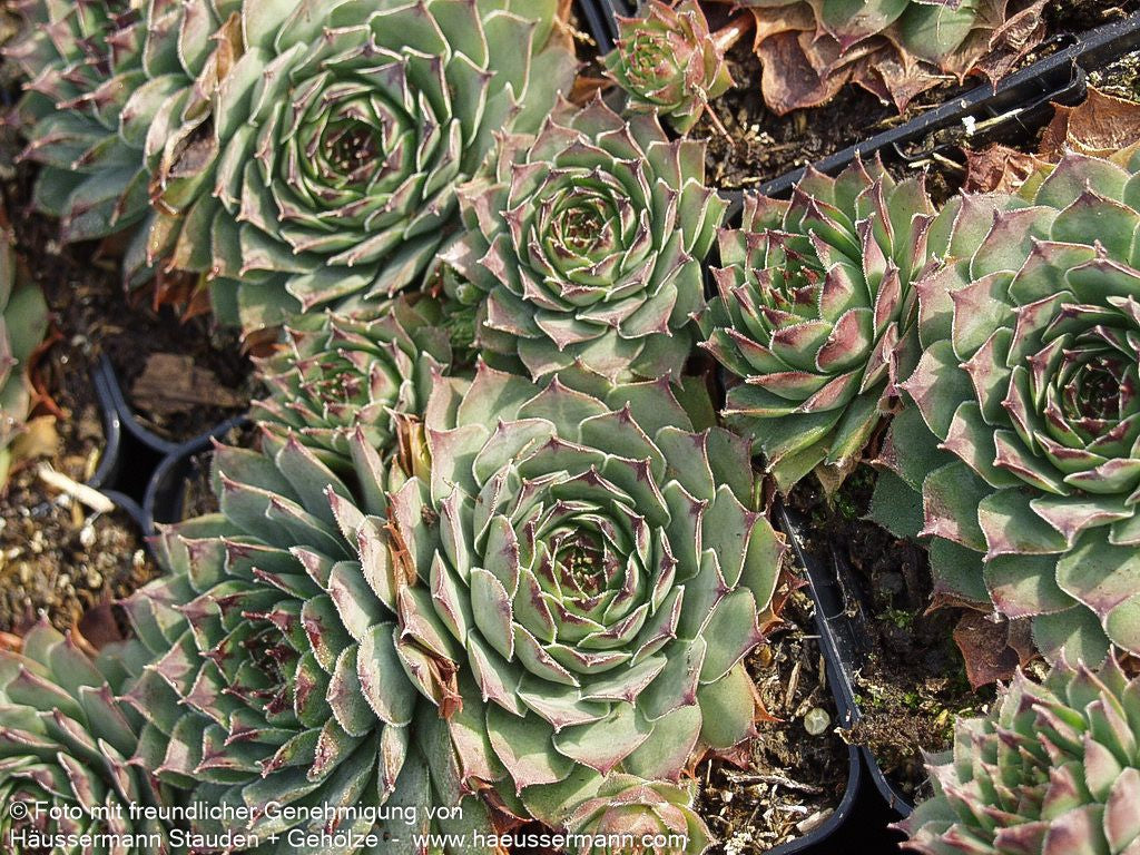 Dachwurz 'Metallicum Giganteum' (Sempervivum tect.)