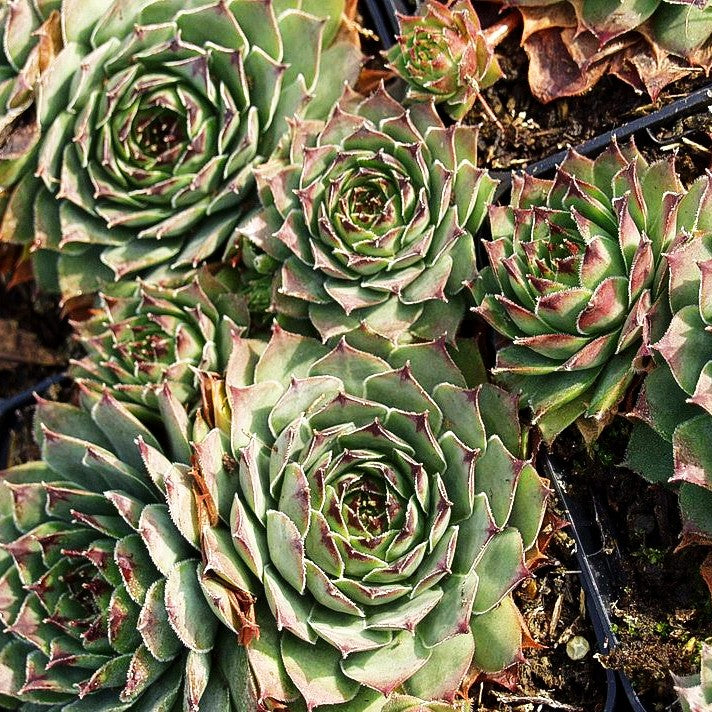 Dachwurz 'Metallicum Giganteum' (Sempervivum tect.)