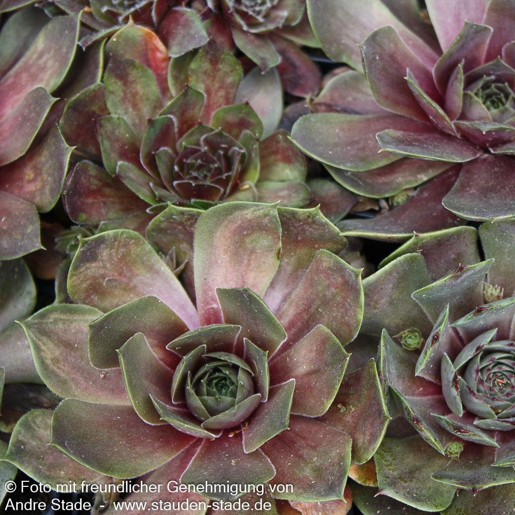 Dachwurz 'Othello' (Sempervivum tectorum)