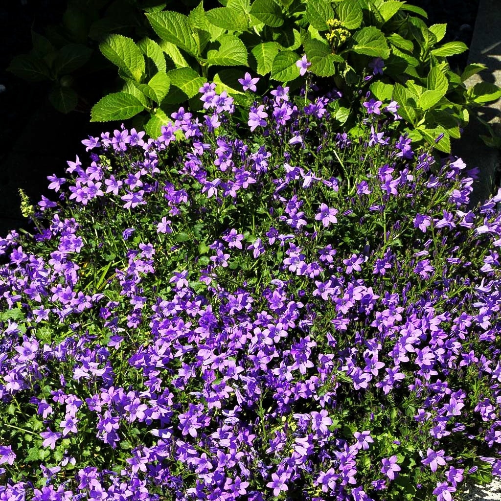 Dalmatiner Polster-Glockenblume (Campanula portenschlagiana)