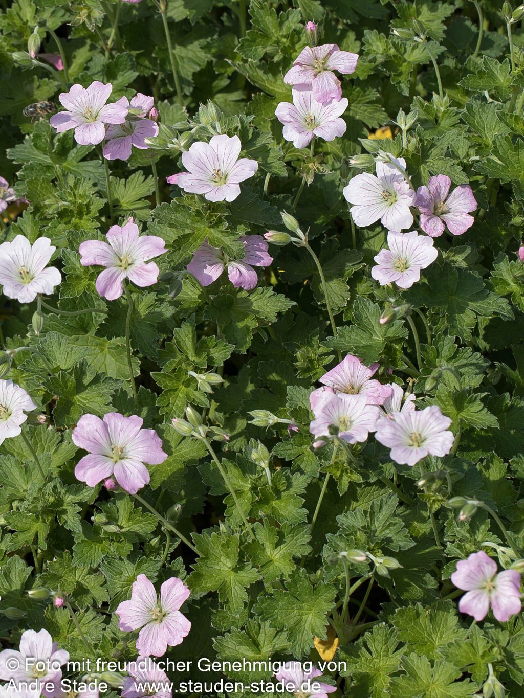 Dauerblühender Storchschnabel 'Dreamland' (Geranium x cult.)