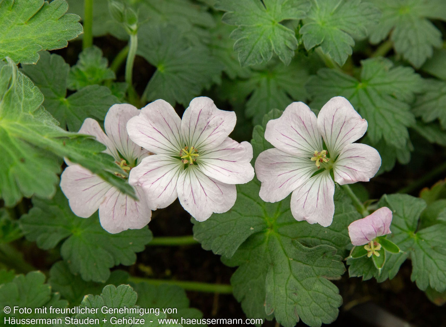 Dauerblühender Storchschnabel 'Dreamland' (Geranium x cult.)