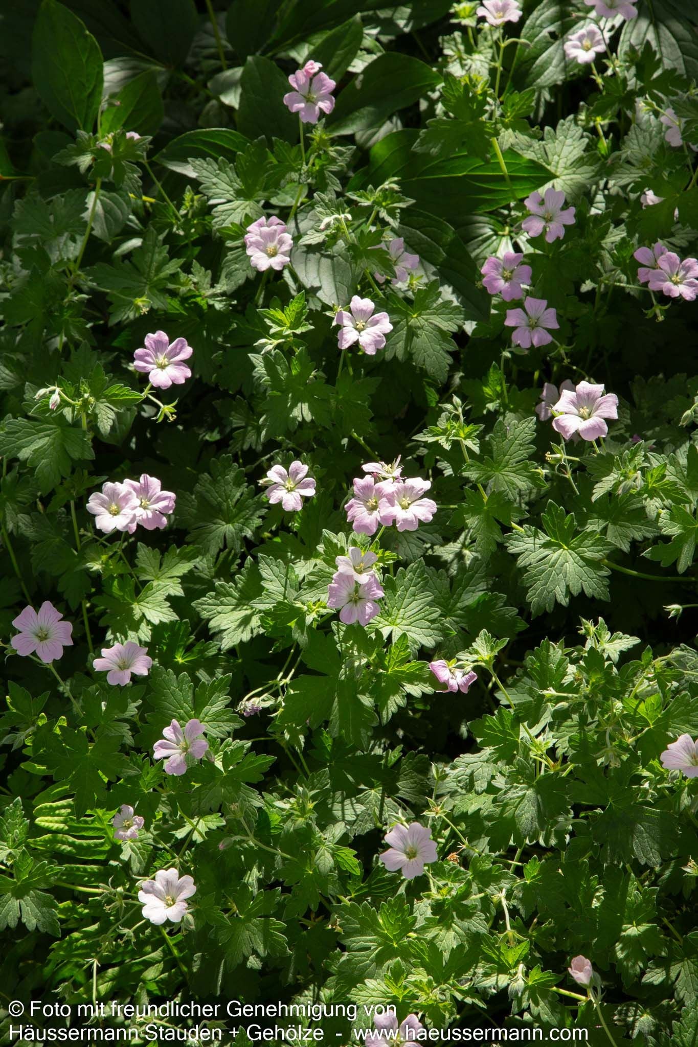 Dauerblühender Storchschnabel 'Dreamland' (Geranium x cult.)