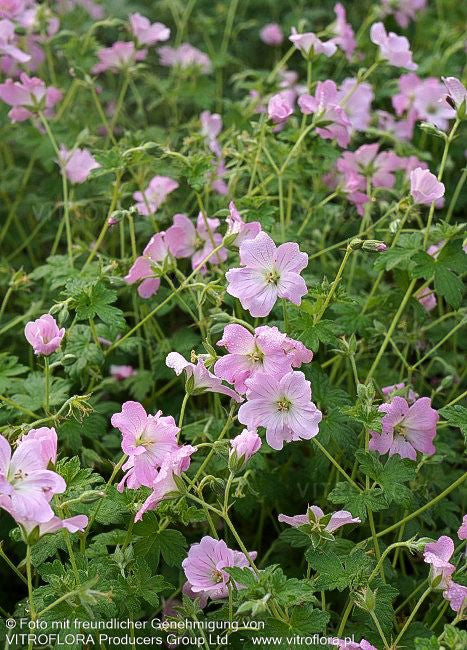 Dauerblühender Storchschnabel 'Dreamland' (Geranium x cult.)