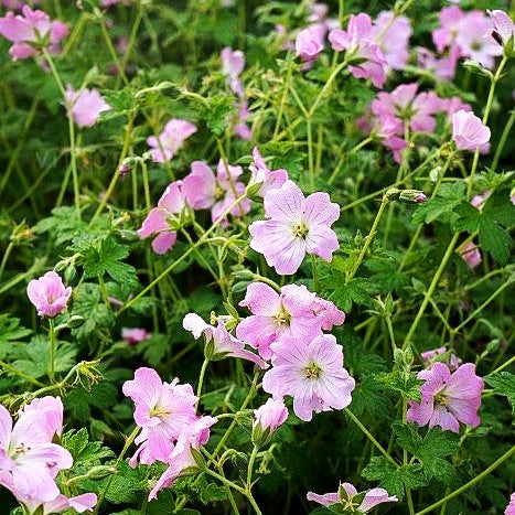 Dauerblühender Storchschnabel 'Dreamland' (Geranium x cult.)