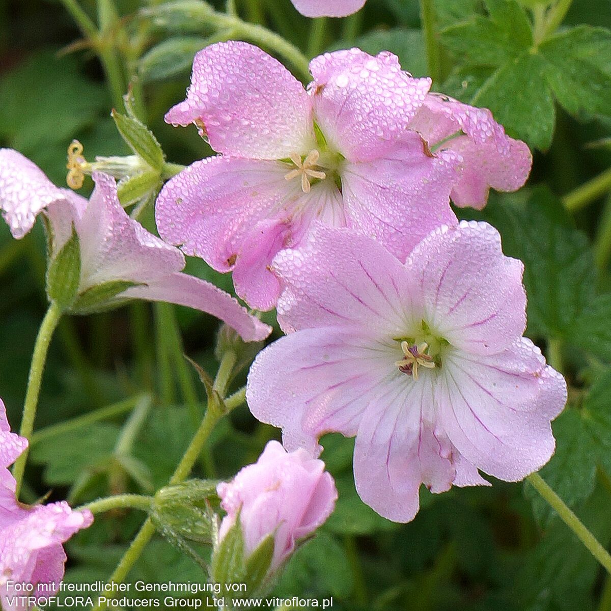 Dauerblühender Storchschnabel 'Dreamland' (Geranium x cult.)