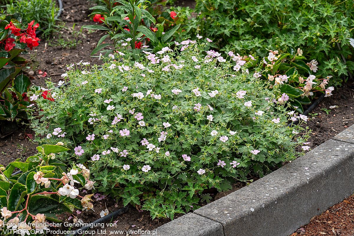 Dauerblühender Storchschnabel 'Dreamland' (Geranium x cult.)