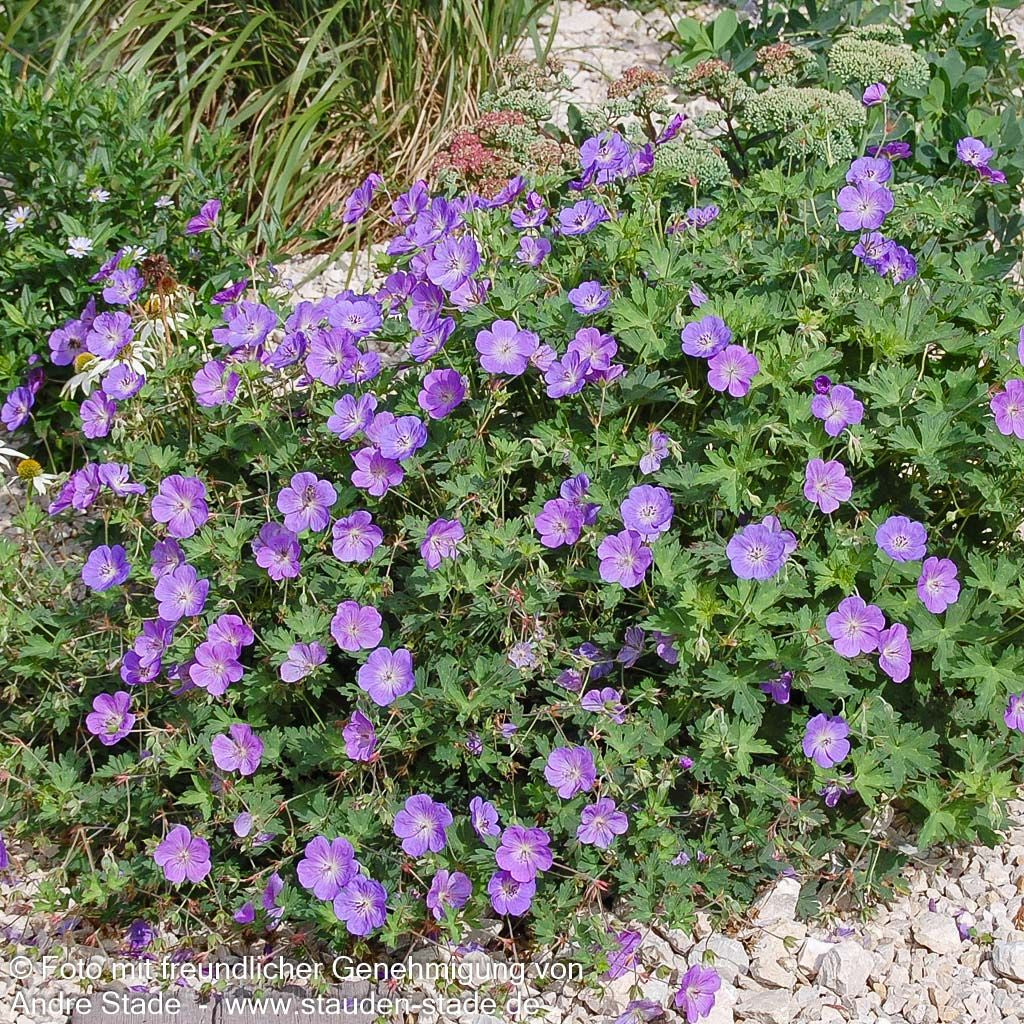 Dauerblühender Storchschnabel 'Rozanne' (Geranium wallichianum)