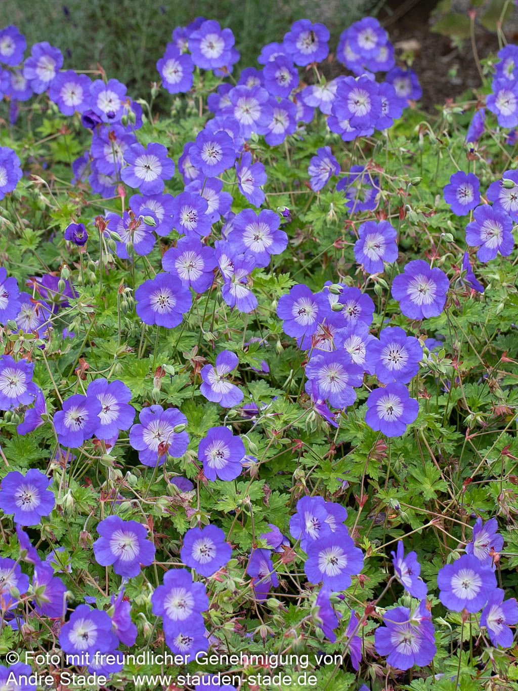 Dauerblühender Storchschnabel 'Rozanne' (Geranium wallichianum)