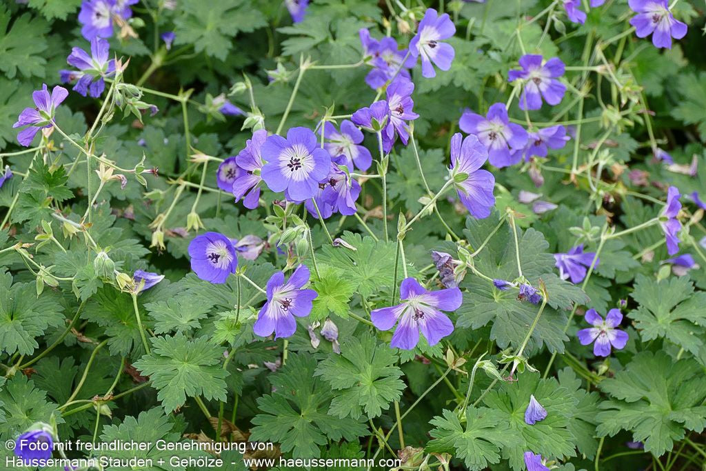 Dauerblühender Storchschnabel 'Rozanne' (Geranium wallichianum)