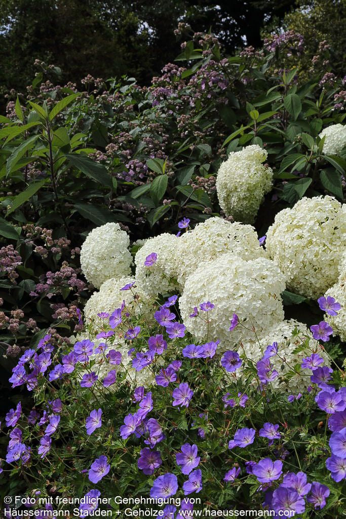 Dauerblühender Storchschnabel 'Rozanne' (Geranium wallichianum)