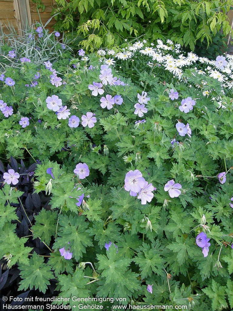 Dauerblühender Storchschnabel 'Rozanne' (Geranium wallichianum)