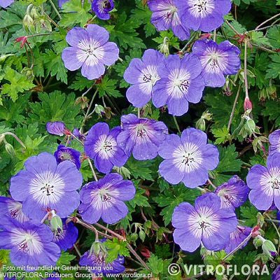 Dauerblühender Storchschnabel 'Rozanne' (Geranium wallichianum)