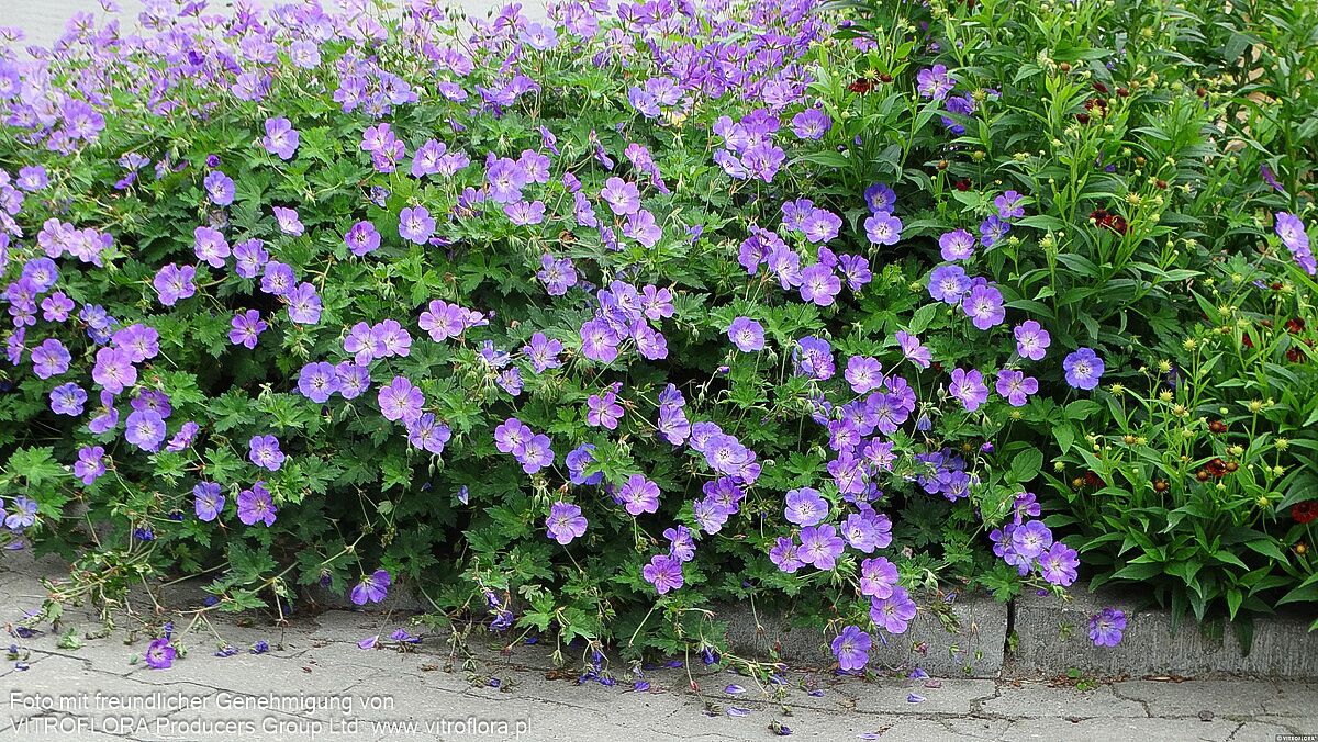 Dauerblühender Storchschnabel 'Rozanne' (Geranium wallichianum)