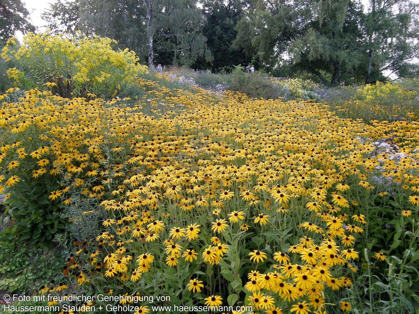 Deams Sonnenhut (Rudbeckia fulgida var.deamii)