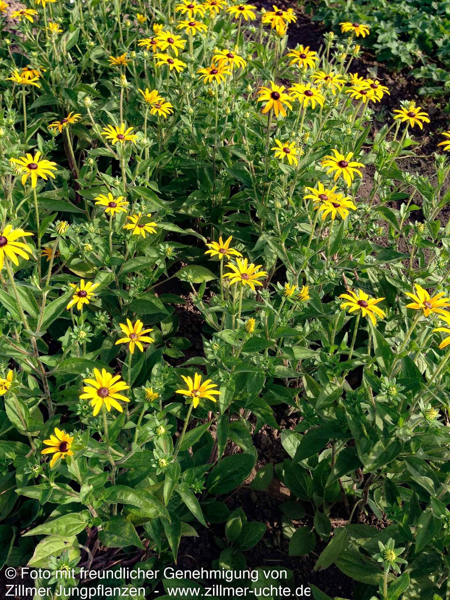 Deams Sonnenhut (Rudbeckia fulgida var.deamii)