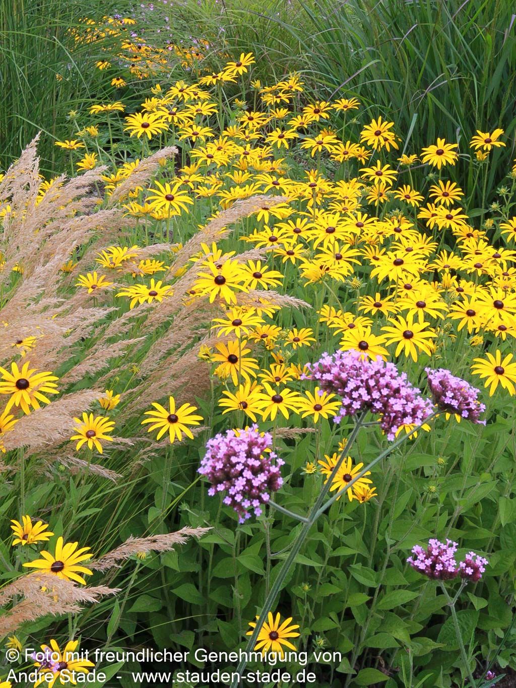 Deams Sonnenhut (Rudbeckia fulgida var.deamii)