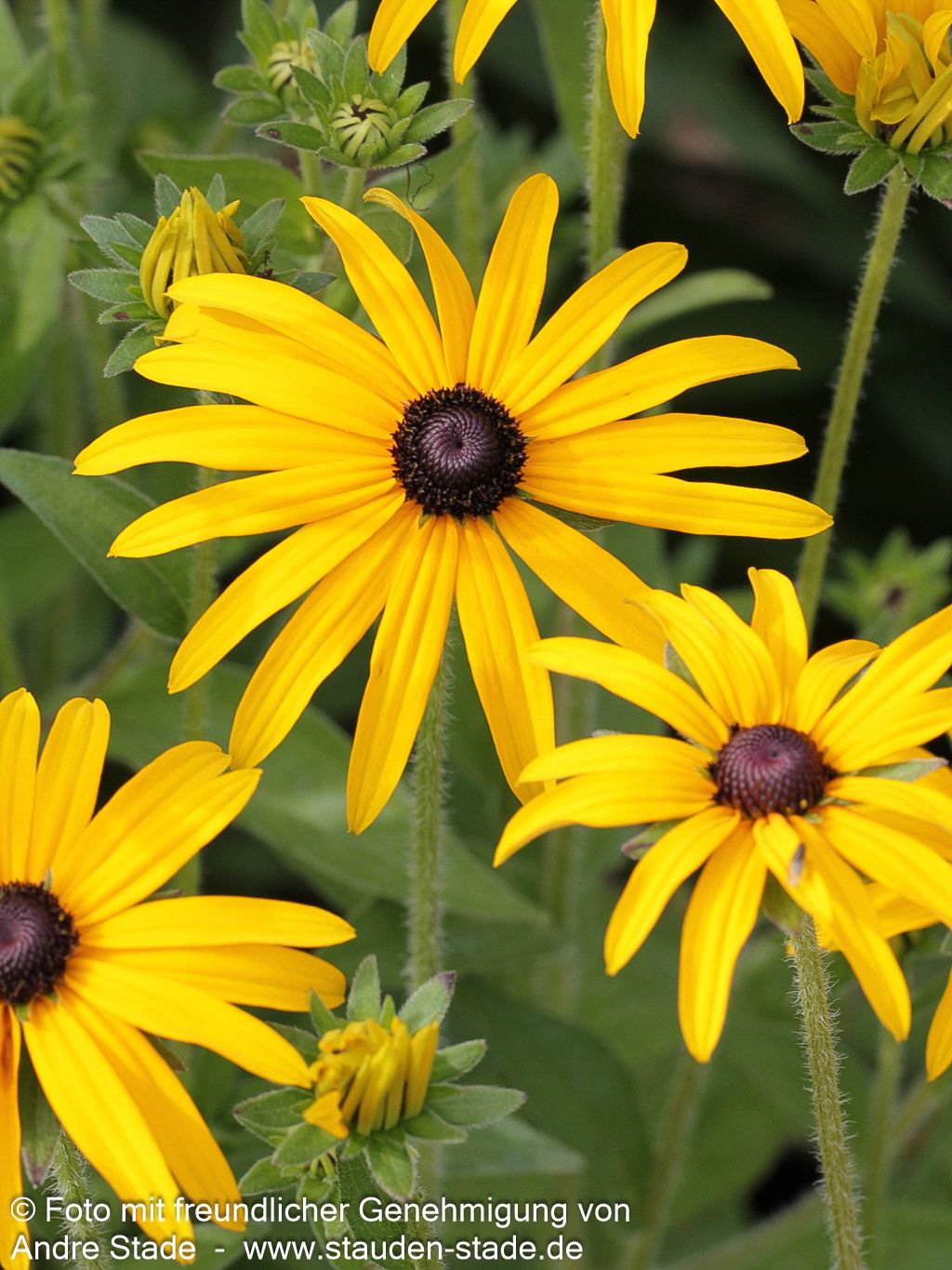 Deams Sonnenhut (Rudbeckia fulgida var.deamii)