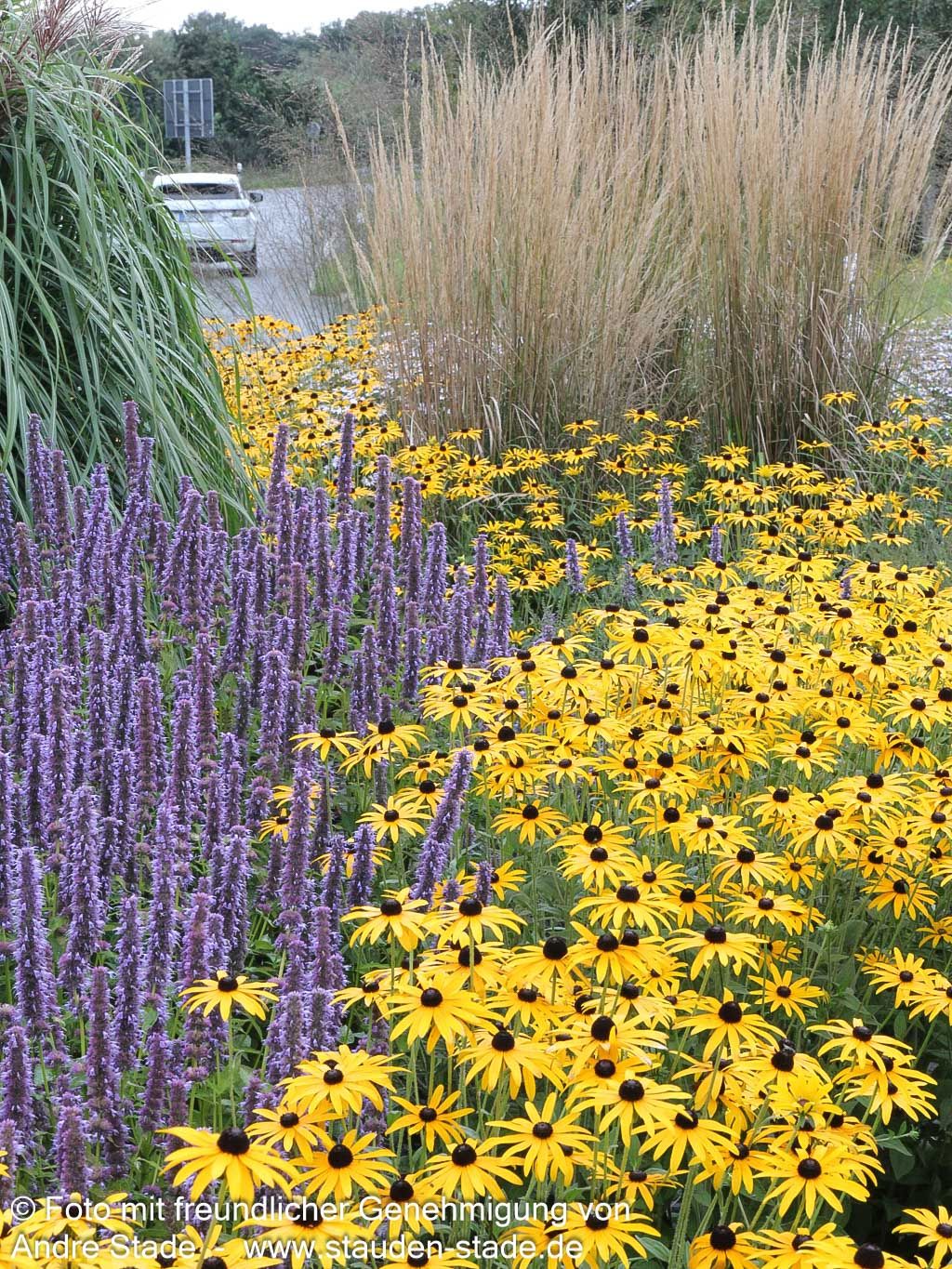 Deams Sonnenhut (Rudbeckia fulgida var.deamii)
