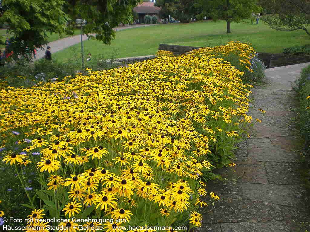 Deams Sonnenhut (Rudbeckia fulgida var.deamii)