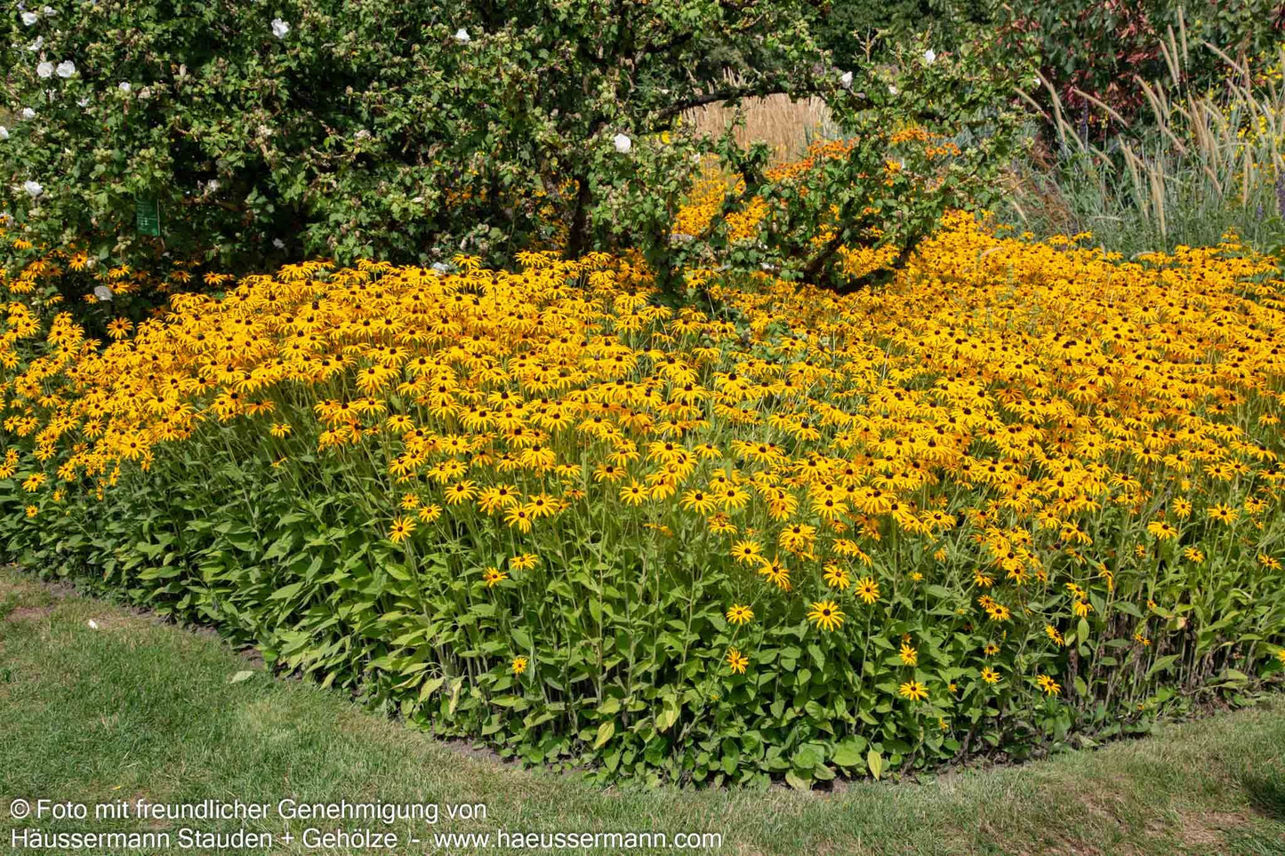 Deams Sonnenhut (Rudbeckia fulgida var.deamii)