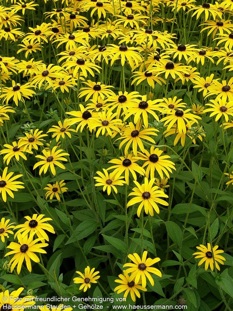 Deams Sonnenhut (Rudbeckia fulgida var.deamii)