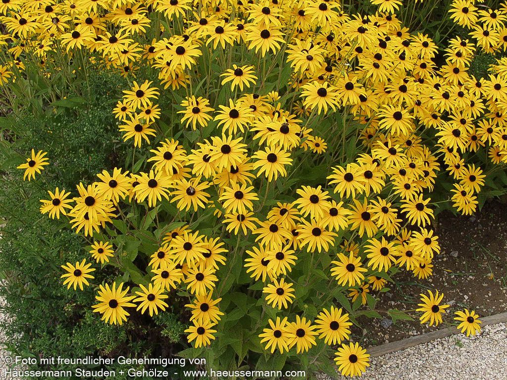 Deams Sonnenhut (Rudbeckia fulgida var.deamii)
