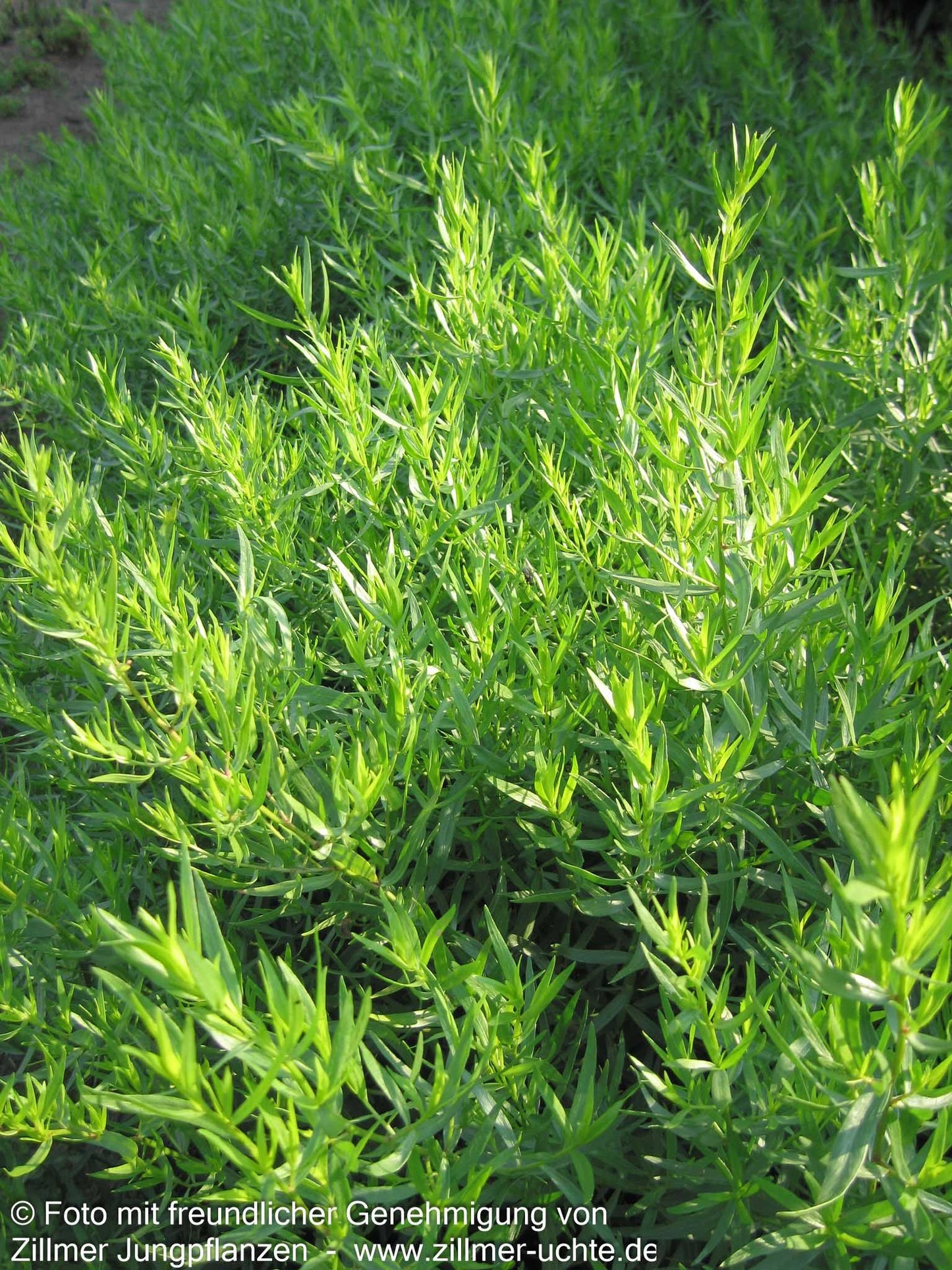 Deutscher Estragon 'Baden-Baden' (Artemisia dracunculus)
