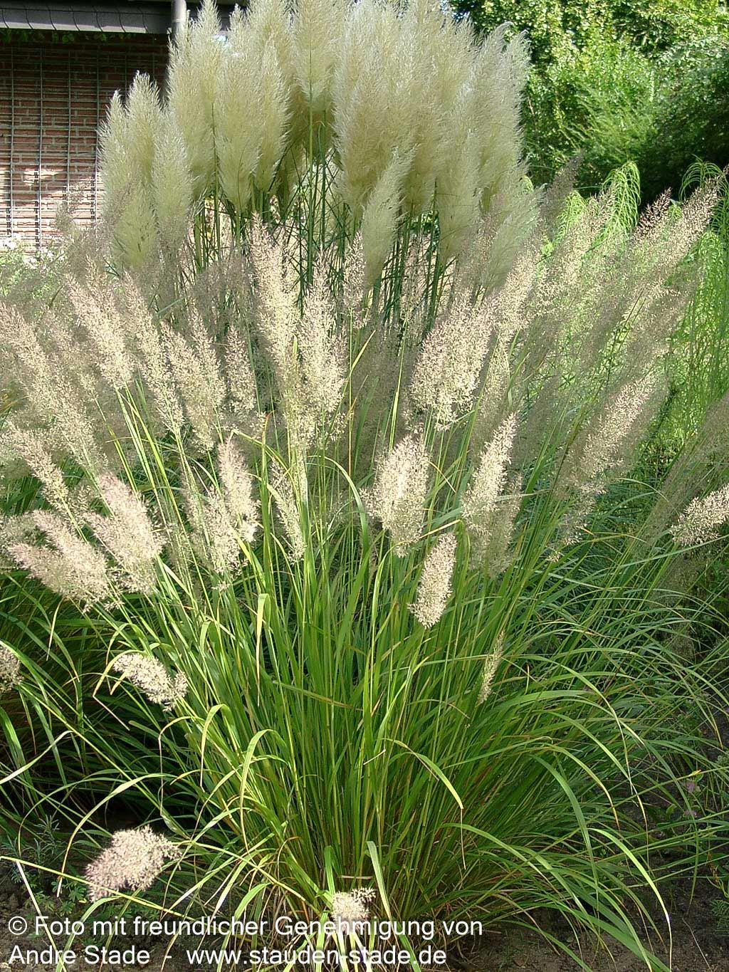 Diamant-Reitgras (Calamagrostis brachytricha)