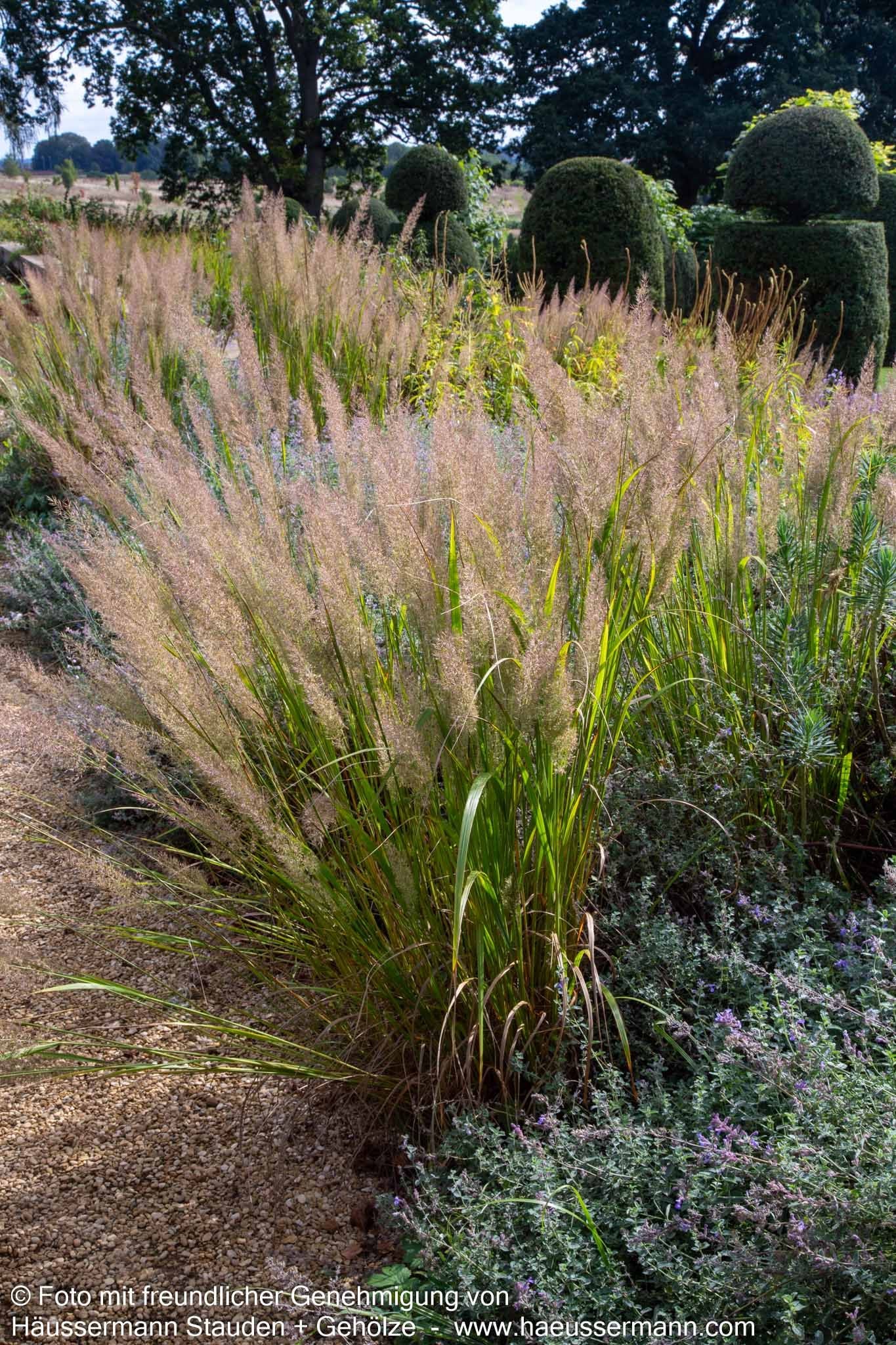 Diamant-Reitgras (Calamagrostis brachytricha)